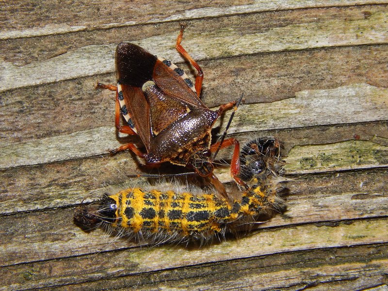 Larva di P. bucephala predata da Pinthaeus sanguinipes